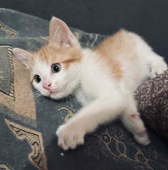 В ответственные руки котенок
