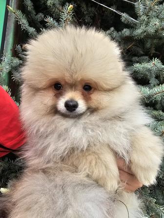 Прадаю шпицов