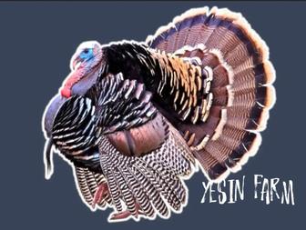 Бронза 708 инкубационные яйца индюков проверенное качество