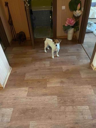 Потерялась собака