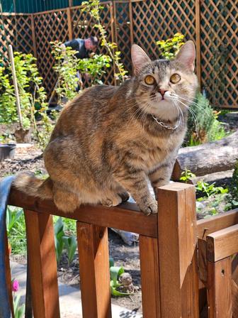 Мурлыка ищет дом