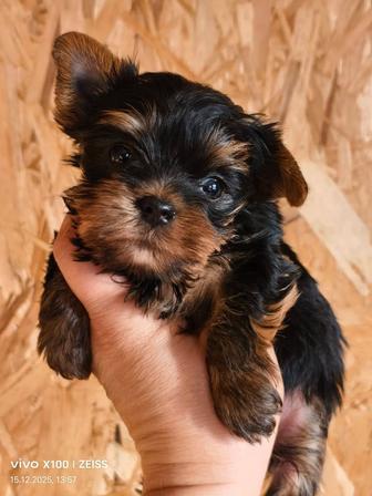 Щенки йоркширского терьера.