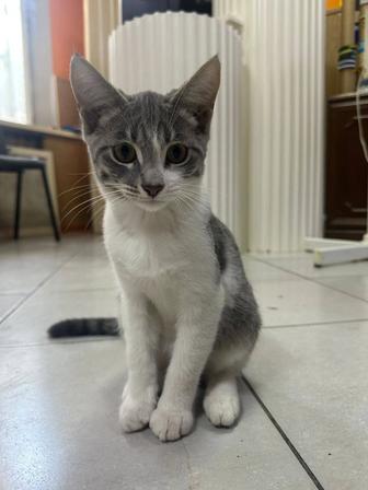 Отдам котенка