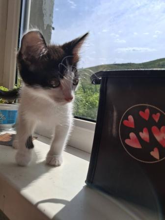 Отдадим котенка девочку в добрые руки