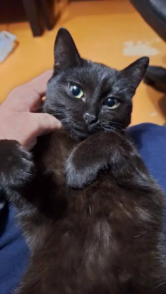 Отдам котенка в хорошие руки