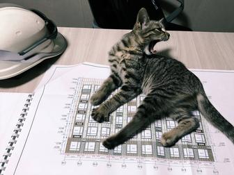 Котенок ищет дом