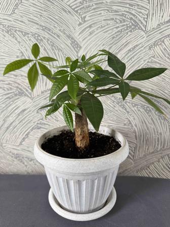 Пахира баобаб