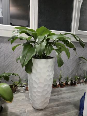Эухарис амазонская лилия