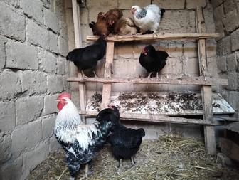 Курица тауык