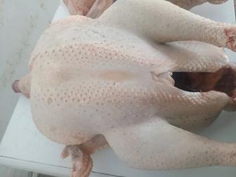 Мясо домашней индейки 2700 кг вес от 8 до 15 на