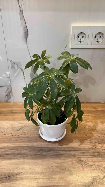 Цветы комнатные Шефлера