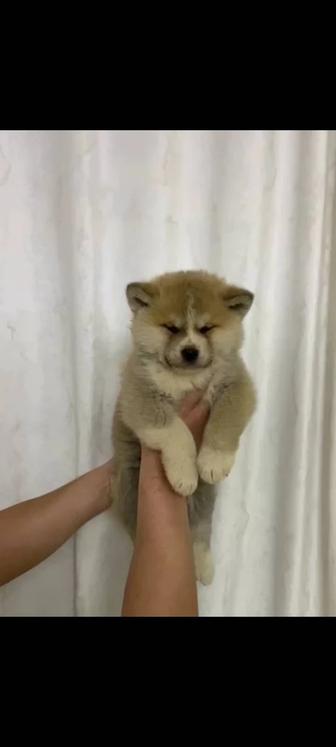 Продается Акита ину мальчик