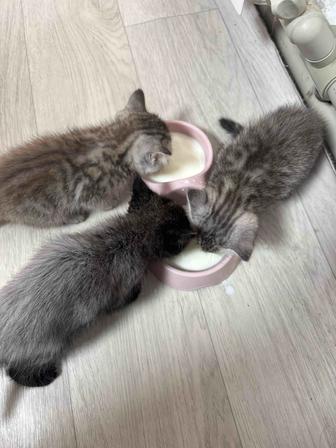 Отдам котят в хорошие руки!
