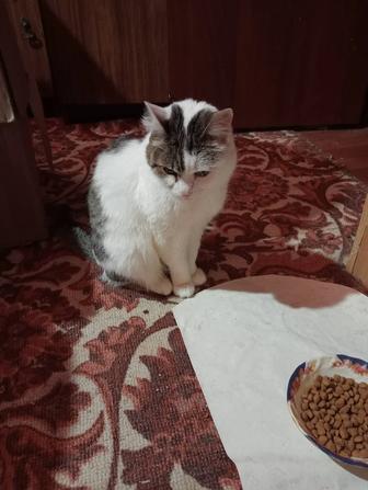 Отдам домашнюю кошку,нужны новые хозяева