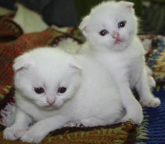 Идет бронь на котят