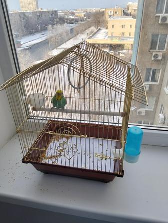 Продам попугая с клеткой