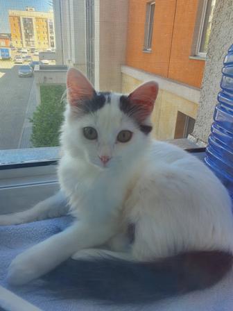 Отдам котенка в хорошие руки