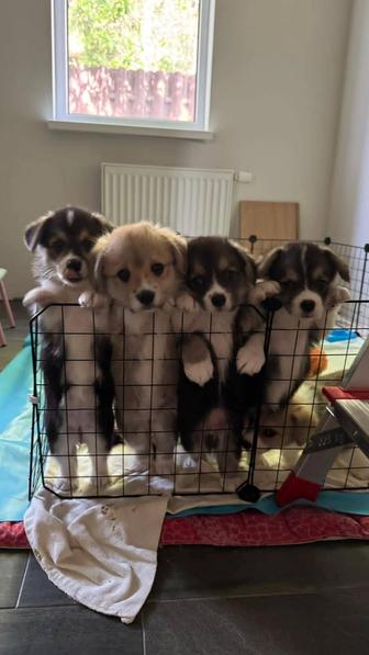 Продам чудесных щенков