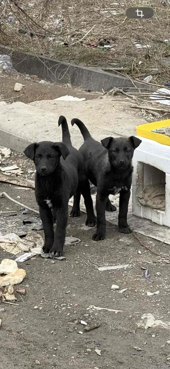 Срочно пристраиваются щенки