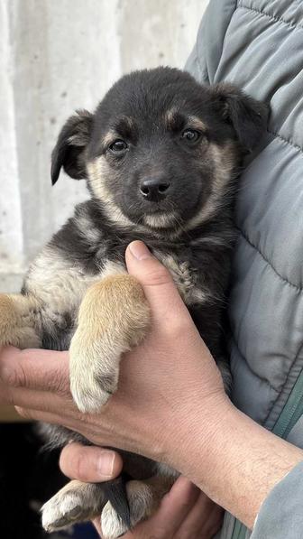 Щенки в добрые ручки