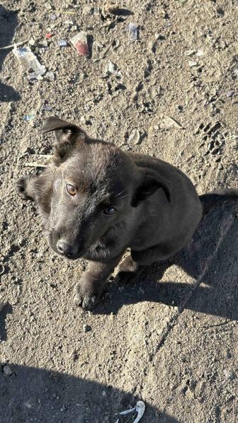 Срочно пристраиваются щенки