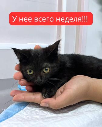 В добрые руки котенок!