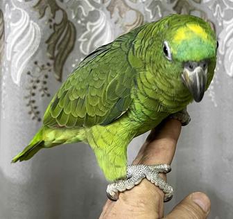 Продам попугая Амазон