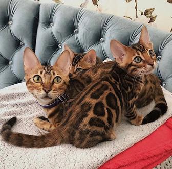 Bengal kittens! КОТЯТА золото и Серебро