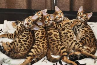 Bengal kittens! КОТЯТА золото и Серебро