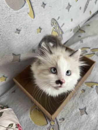 Отдам котенка в добрые руки