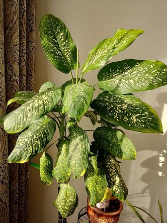 Диффенбахия