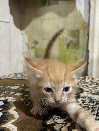 Котята