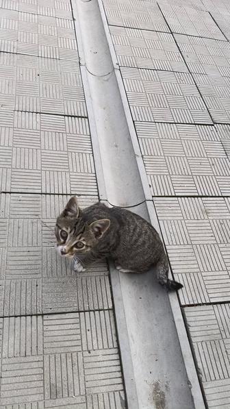 Котенок девочка 3 месяца бесплатно