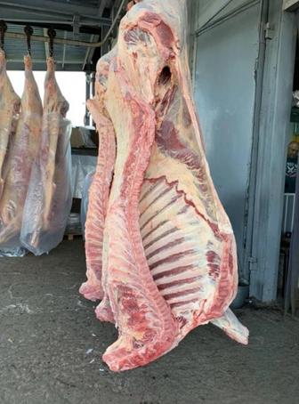 Туша бычка (домашнее мясо, свежий забой)