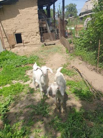 Продам козлика и козочку
