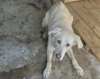 Дом для собаки