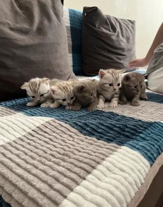 Продам котят британские