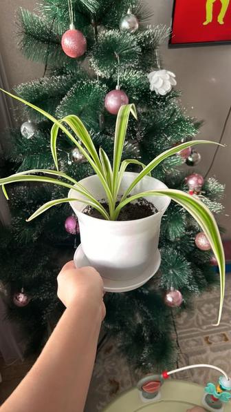 комнатные цветы Хлорофитум уй гүлдері