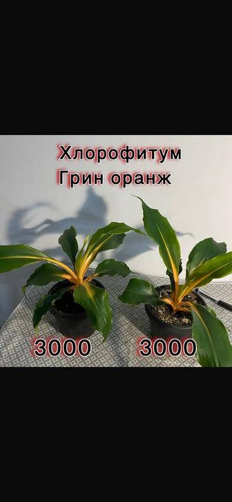 Цветок комнатный хлорофитум