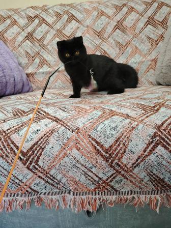 Котята Экзотики