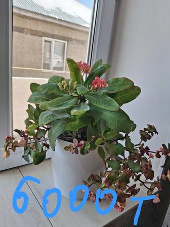 Комнатные цветы: алоэ, кактус и т.д.