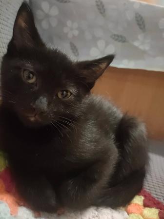 Отдам котят в хорошие руки