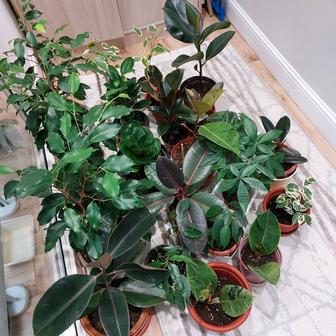 Продам комнатные цветы
