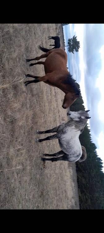 Продам косяк лошадей