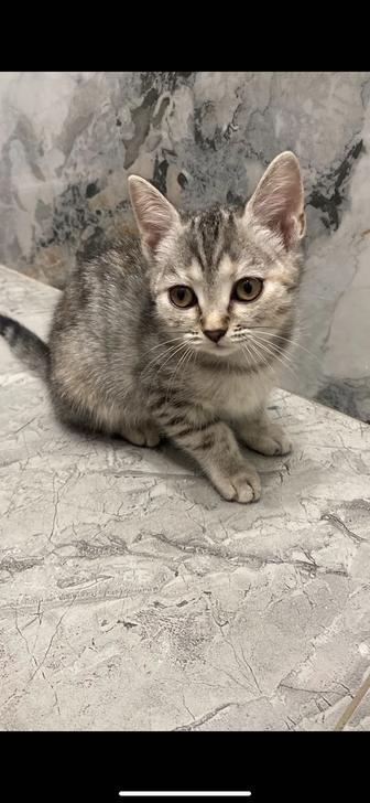 Отдам даром котенка девочка