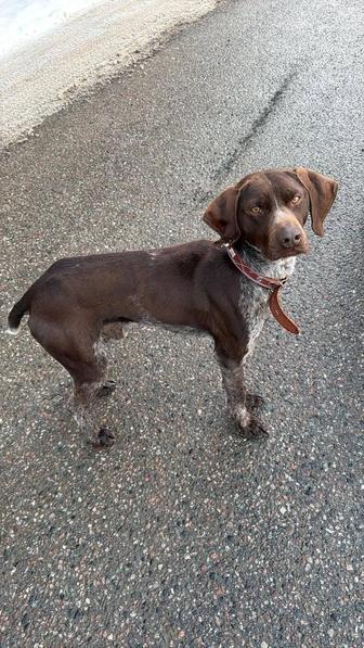 Кто потерял собаку