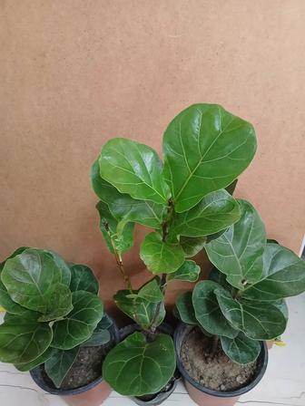 Фикус лирата местный