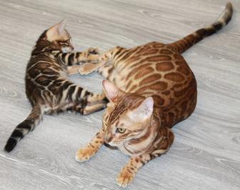 Котята бенгалькие