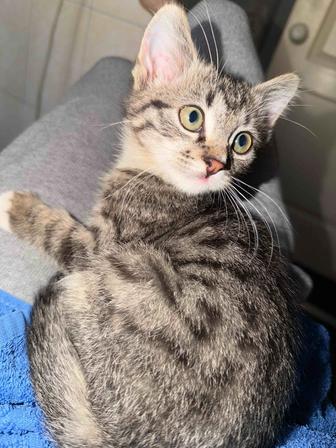 Отдам котенка