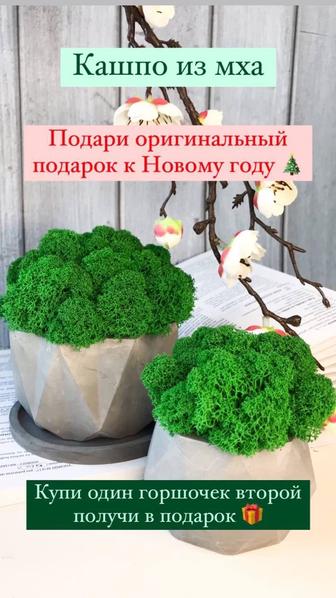 Кашпо с мхом